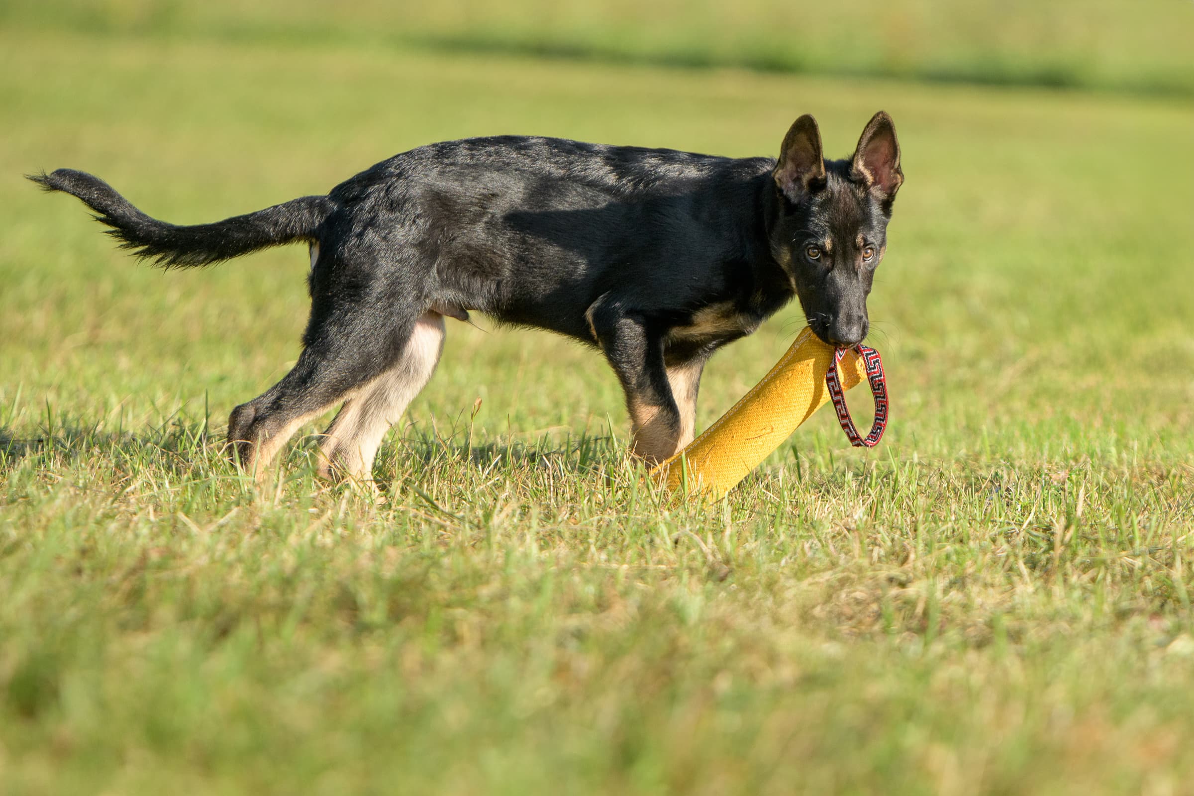 Lenox — Züri K9
